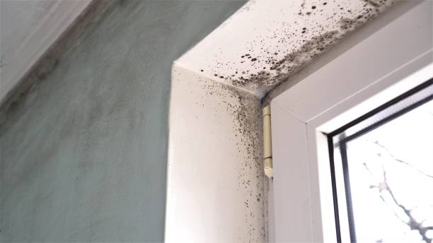 Best Post-Flood Mold Remediation in Mountain Green, UT