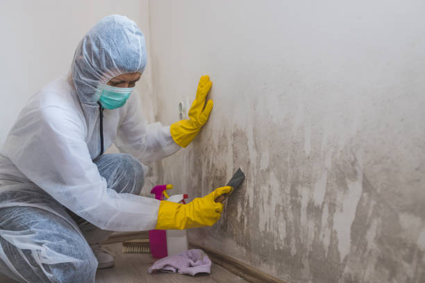 Mountain Green, UT Mold Remediation Company