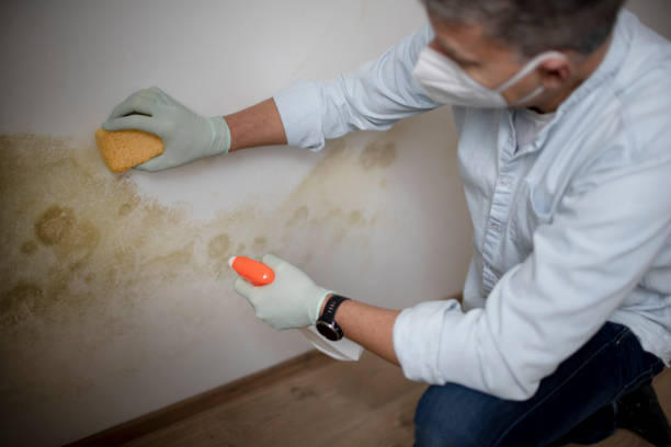 Professional Mold Remediation in Mountain Green, UT