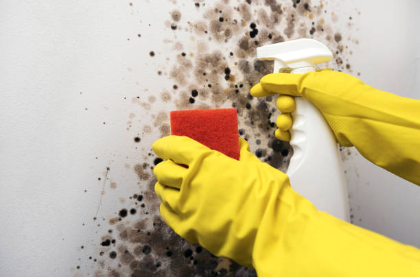 Best Post-Flood Mold Remediation in Mountain Green, UT