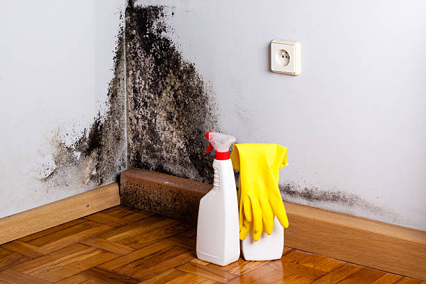 Best Kitchen Mold Remediation in Mountain Green, UT